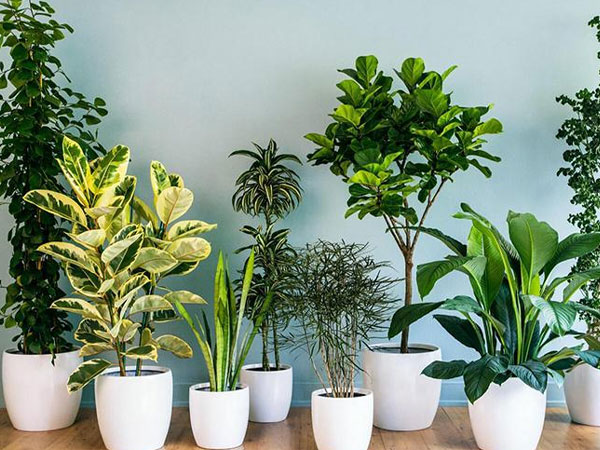 4 loại cây khắc tinh, nếu trồng 'chặn cửa' sẽ khiến Thần Tài nổi giận, phá hỏng vận may của gia đình