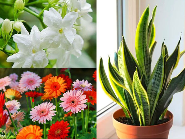 9 loại cây nên đặt trong phòng ngủ, giúp bạn ngủ ngon giấc: Có cây được ví như 'máy lọc không khí tự nhiên'
