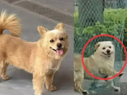Hưởng ứng 'làn sóng càn quét chó hoang', nam bảo vệ đánh chết chú chó sống trong trường đại học khiến sinh viên phẫn nộ