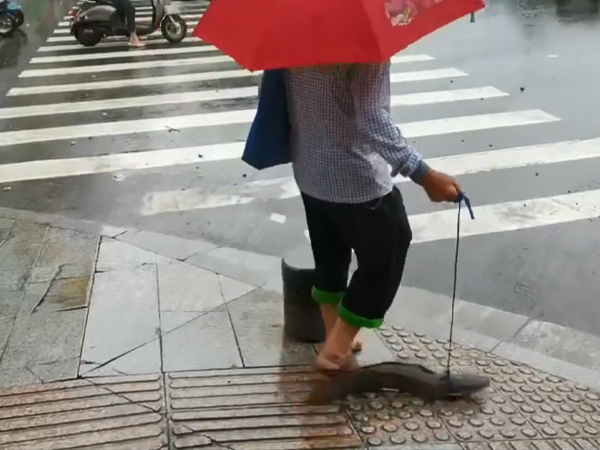 'Ngã ngửa' với con thú cưng người phụ nữ dắt trên phố