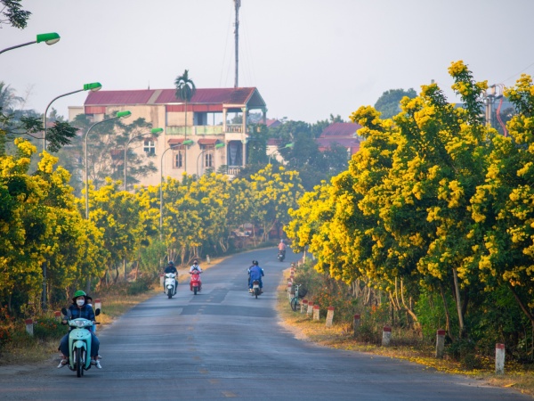 Con đường nở hoa chuông vàng rực rỡ ở ngoại thành Hà Nội gây 'bão mạng'