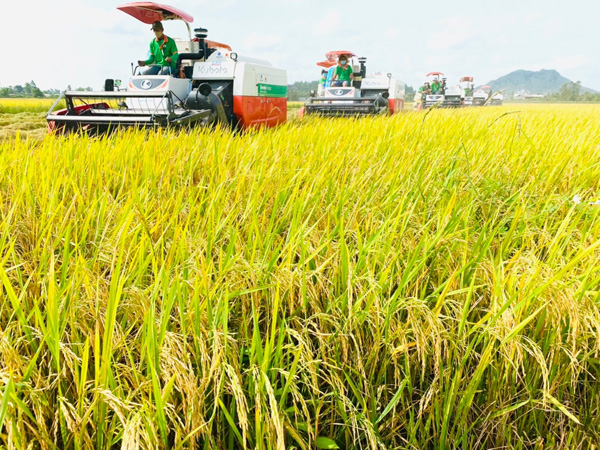 Vì sao xuất khẩu gạo cao kỷ lục, doanh nghiệp vẫn lãi ‘mỏng như lá lúa’?