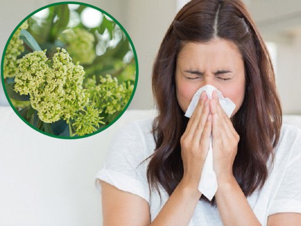 Hoa sữa - Nét đặc trưng của Hà Nội và nỗi ám ảnh của người bị dị ứng?