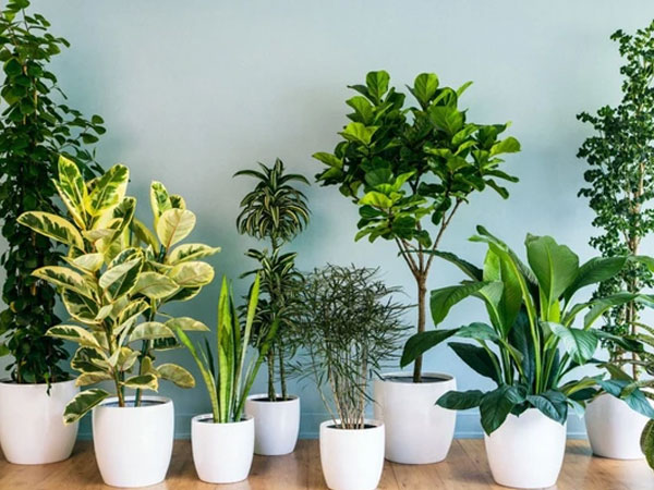 Cây cảnh tuyệt đối không đặt ở 3 vị trí 'tử huyệt' này
