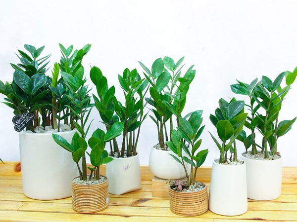 Cây kim tiền đặt ở đâu để mời gọi thần tài, cả nhà hưởng lộc quanh năm không hết?