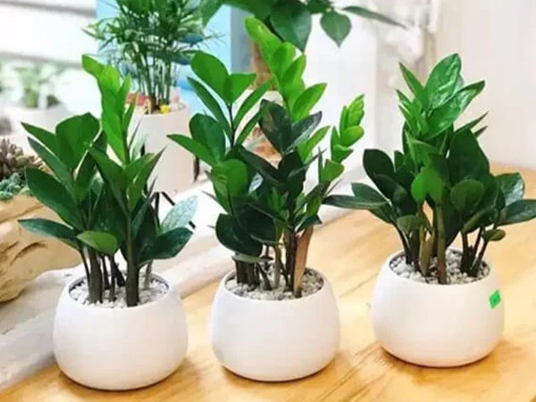 Có nên đặt 1 chậu cây Kim Tiền trong nhà?