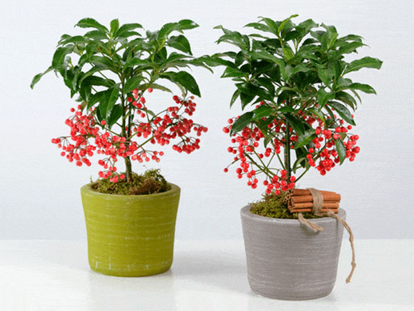 Trồng cây cảnh này như rước 'kho vàng' vào nhà, cả năm đón tài lộc, cát tường