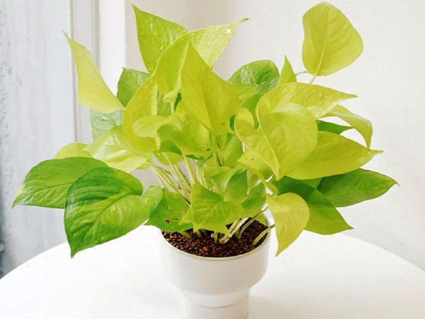 Ba loại cây không nên trồng trong nhà, dễ mang đến 'xui xẻo', gây phiền toái không đáng có