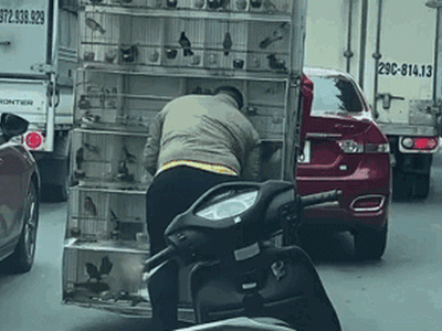 Video: Ngang nhiên bắt chim giữa phố ở Hà Nội, người đàn ông cười tươi rói trước khi rời đi