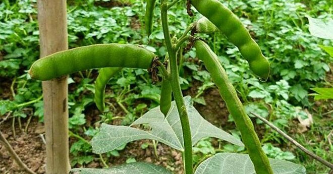 Củ đậu được ưa thích nhưng hạt chứa chất cực độc, có thể chết người sau 2 giờ