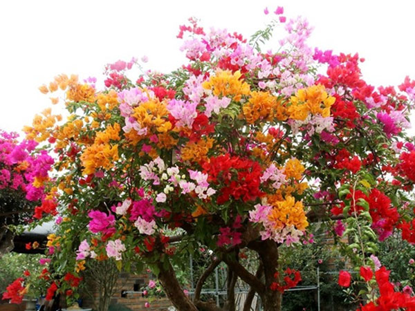 Hòa thêm 1 thứ này vào nước rồi đem tưới, hoa giấy đua nhau nở bung đúng Tết âm lịch