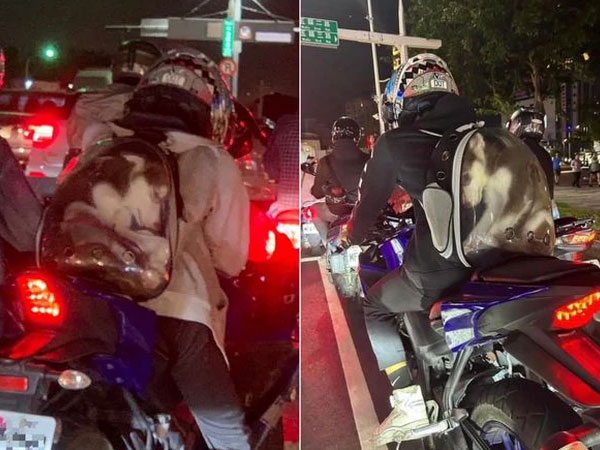 Người đàn ông nhét Husky vào balo cho thú cưng khiến CĐM phẫn nộ, có thể bị phạt tới hơn 57 triệu vì ngược đãi động vật
