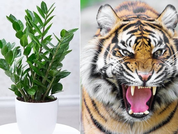 Người tuổi Dần nên trồng cây gì để chiêu tài, hút lộc?