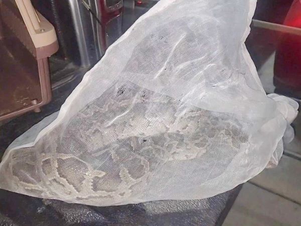 Trăn quý hiếm dài 1,7m bò vào chung cư ở TP.HCM