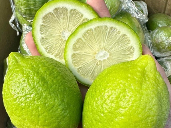 Chanh Quảng Đông đang được săn lùng, giá cao nhưng vẫn bán 'đắt như tôm tươi'