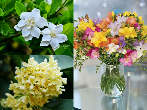 Trồng 1 trong 8 cây 'nước hoa' này tại nhà, hương thơm tràn ngập khắp phòng, không phải chăm nhiều