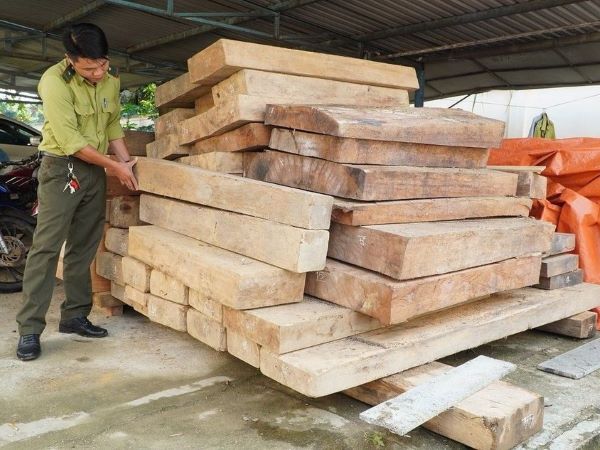 Phát hiện gỗ lậu cất giấu trên đất của một Trưởng phòng Nội vụ