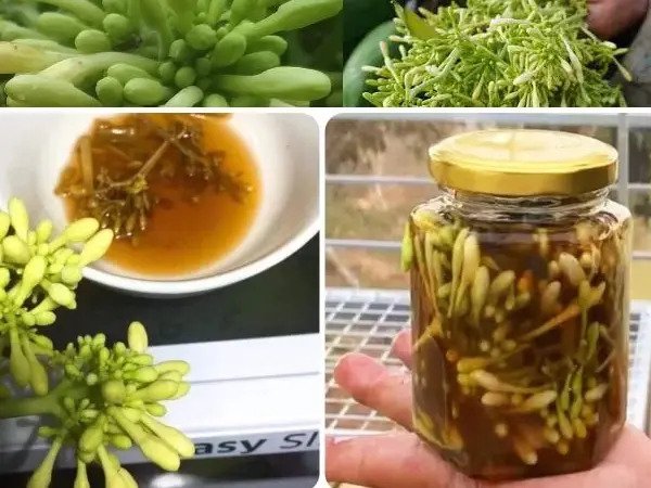 9 tác dụng cực quý của hoa đu đủ đực ngâm mật ong