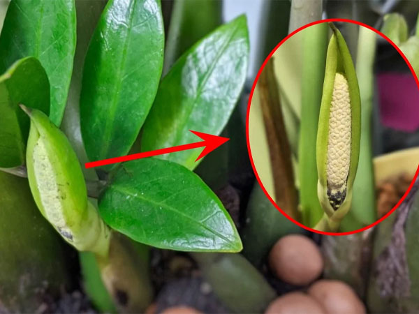 Làm thế nào để cây kim tiền ra hoa?