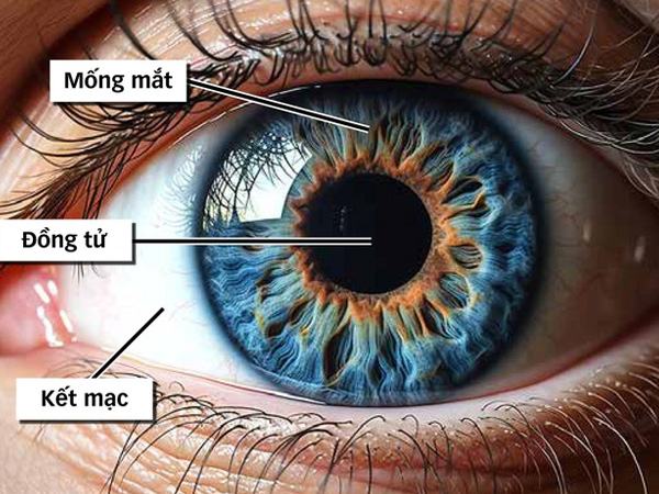 Mống mắt là gì, vì sao được thu thập làm dữ liệu căn cước?