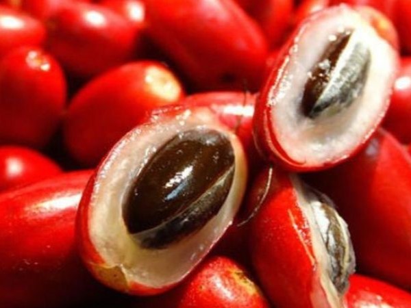 Quả thần kỳ - trái cây lạ khiến mọi thức ăn đều có vị ngọt, rất tốt cho sức khỏe