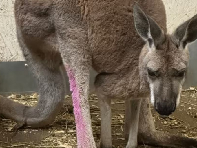 Cảnh sát bị kangaroo sổng chuồng đấm dập mặt