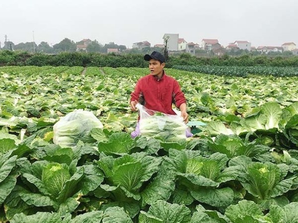 Khách ngoại ưa chuộng, bán 3 loại rau thu về 90 triệu USD
