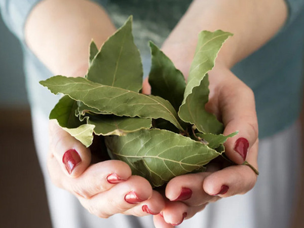 Công dụng của loại lá dân dã ở Việt Nam nhưng trị giá 2 triệu đồng/kg tại Mỹ