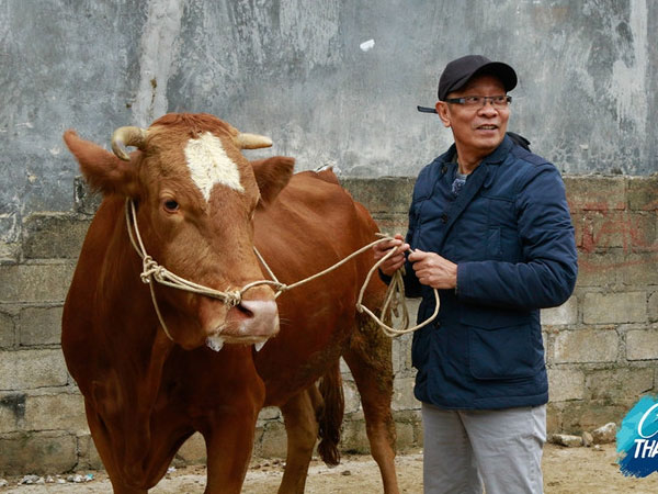 MC Lại Văn Sâm dắt bò ra chợ bán
