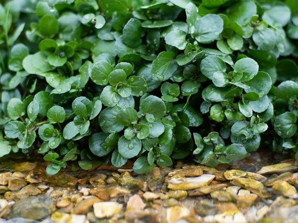 CDC Mỹ công bố 18 loại rau tốt nhất thế giới, bất ngờ khi loại đứng đầu mọc hoang đầy ở Việt Nam