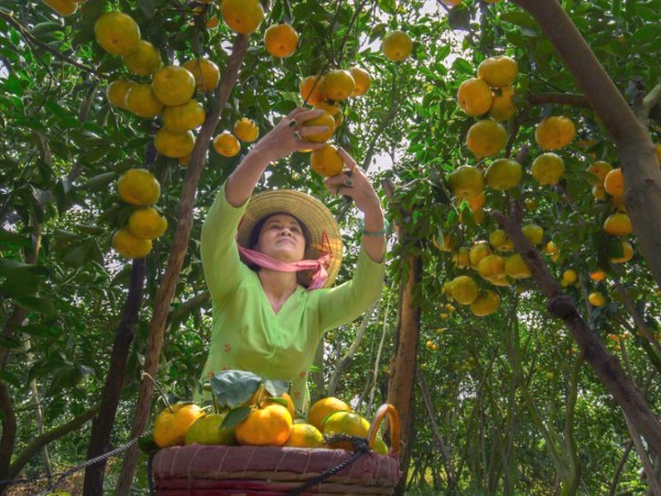 Hàng loạt vườn quýt hồng Lai Vung - Đồng Tháp mở cửa đón khách tham quan