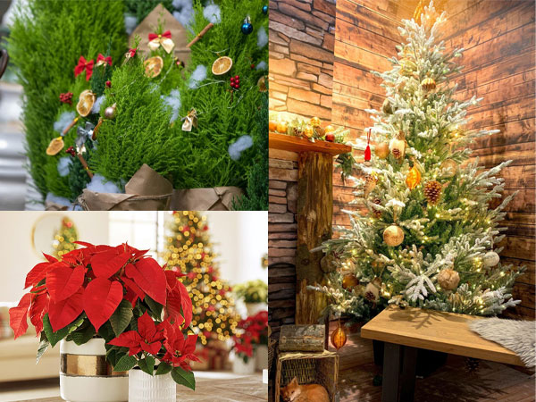 7 loại cây cảnh vừa nhìn đã thấy rộn ràng không khí Noel, mang điềm lành và thành công cho gia chủ
