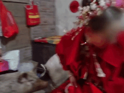 Đàn lợn 3 con đột ngột lao lên giường cưới chiếm chỗ cô dâu, cảnh tượng hỗn loạn gây choáng