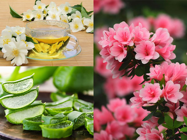 10 loại 'hoa cứu mạng' nhất định phải trồng vài chậu để nhà cửa sạch thơm, sức khoẻ dồi dào