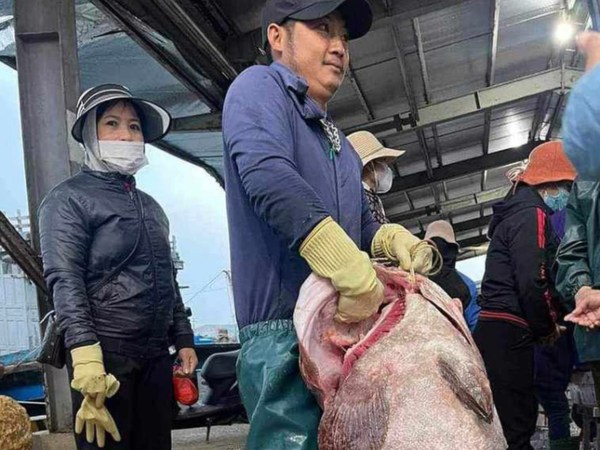 Bắt được con cá mú biển '30 năm mới thấy', nặng gần 70kg