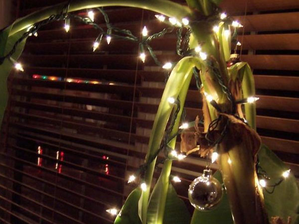 Không tậu cây thông, quốc gia tỷ dân chọn loại cây này để chơi Noel: Ở Việt Nam nhiều nhà cho không