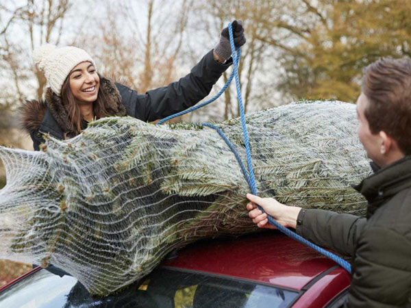 6 cách tái sử dụng cây thông Noel sau ngày lễ