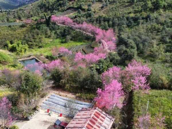 Ngất ngây Mù Cang Chải phủ rực sắc hồng, tín đồ du lịch náo nức vượt đèo 'mục sở thị'