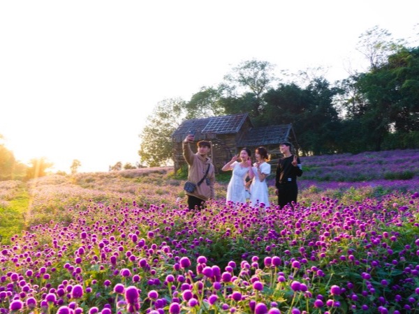 Khám phá thung lũng hoa đẹp như châu Âu giữa lòng Hà Nội