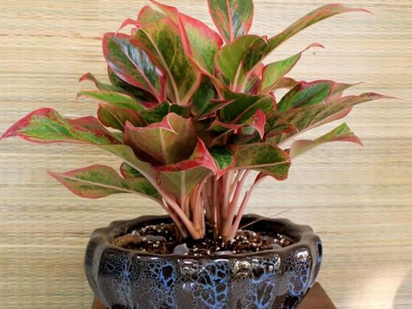 Cuối năm sửa sang nhà cửa, bày ngay loại cây này ở phòng ngủ vừa giúp ngủ ngon, tốt cho sức khỏe vừa hút tài lộc
