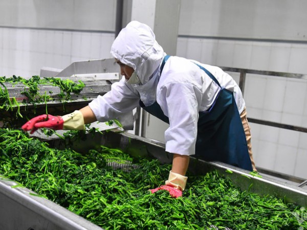 Xuất khẩu 26 tỷ USD, Việt Nam là trung tâm chế biến sâu của nông nghiệp thế giới