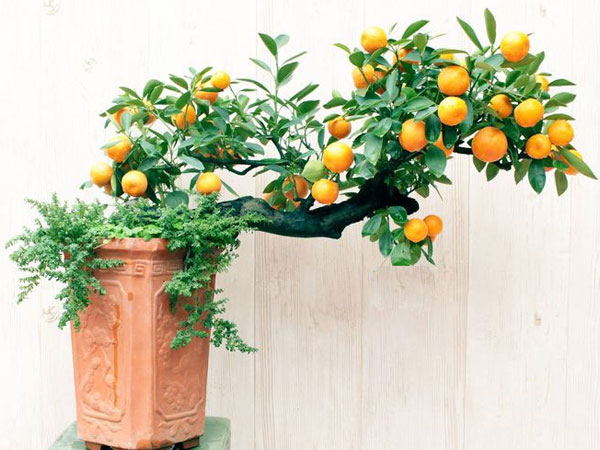 Những đại kỵ khi chưng quất chơi Tết, nên chọn cây bonsai hay cây thường để mang lại tài lộc may mắn?