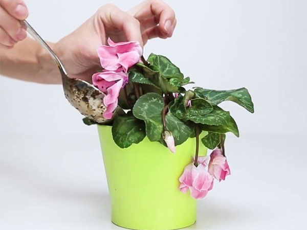 Tết đến, nếu trong nhà vẫn còn 7 loại hoa này hãy nhanh tay vứt đi, để ở nhà lợi bất cập hại