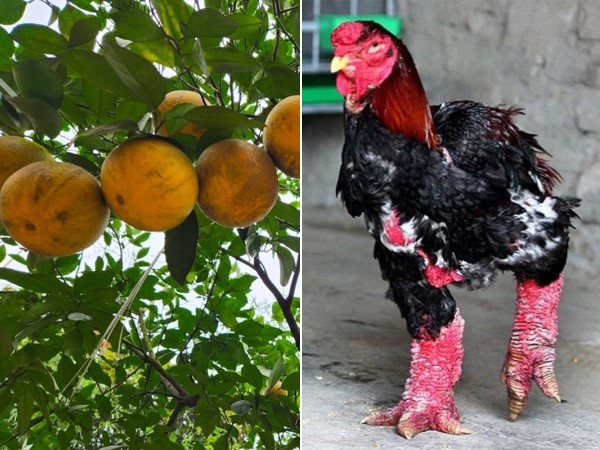 Những đặc sản 'tiến vua' luôn 'cháy hàng' dịp Tết