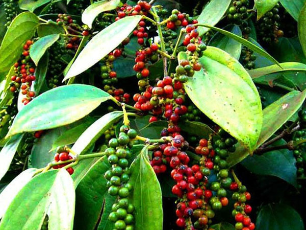 Xuất bán 267.000 tấn ‘vàng đen’, Việt Nam thành nhà cung cấp lớn nhất cho Mỹ
