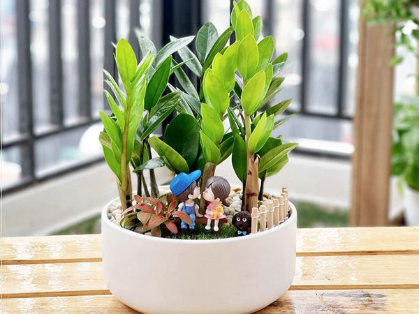 Có hai mệnh 'đại kỵ' trồng cây kim tiền, chớ phạm kẻo xui xẻo, tiêu tài tán lộc