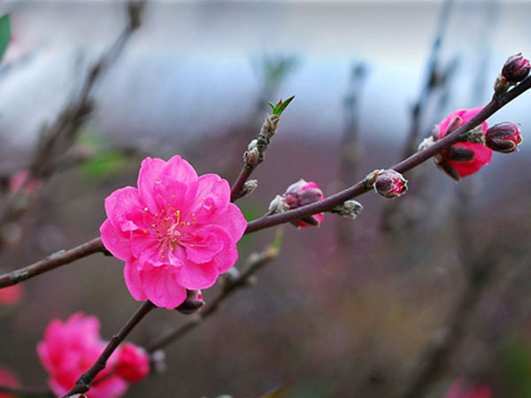 Đào bích là gì? Đào phai là gì? Những loại đào nên mua để chưng ngày Tết