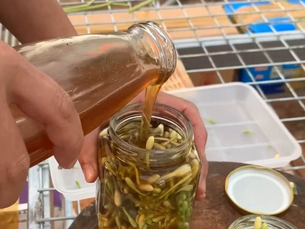 Uống hoa đu đủ đực ngâm mật ong vào lúc nào?