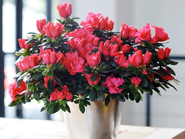 5 loại hoa đẹp mỹ miều, nhiều người chưng Tết hoá ra lại tiềm ẩn nguy hiểm, cẩn thận để tránh 'rước hoạ vào thân'