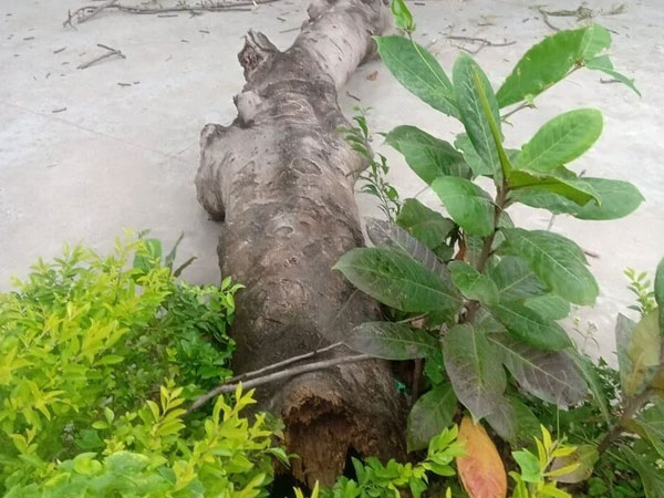 Cây phượng sân trường bật gốc, 4 học sinh tiểu học nhập viện